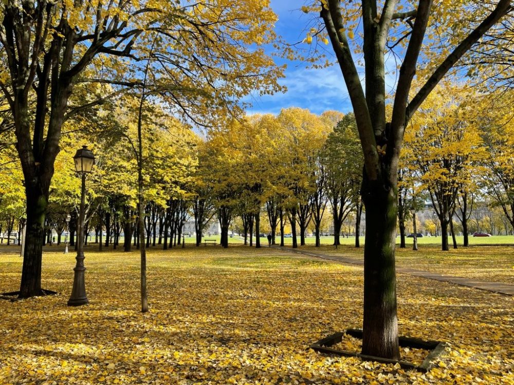 esplanade arbres