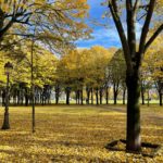 esplanade arbres